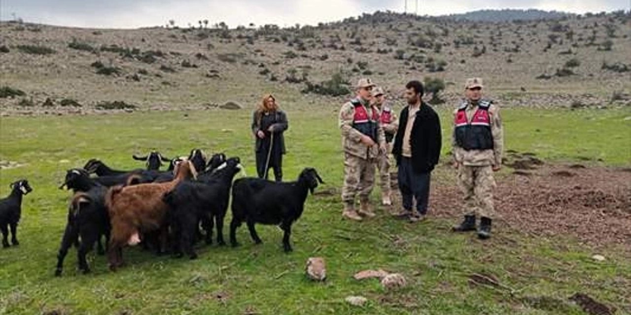 Kaybolan Küçükbaş Hayvanlar Jandarma Ekiplerince Bulundu