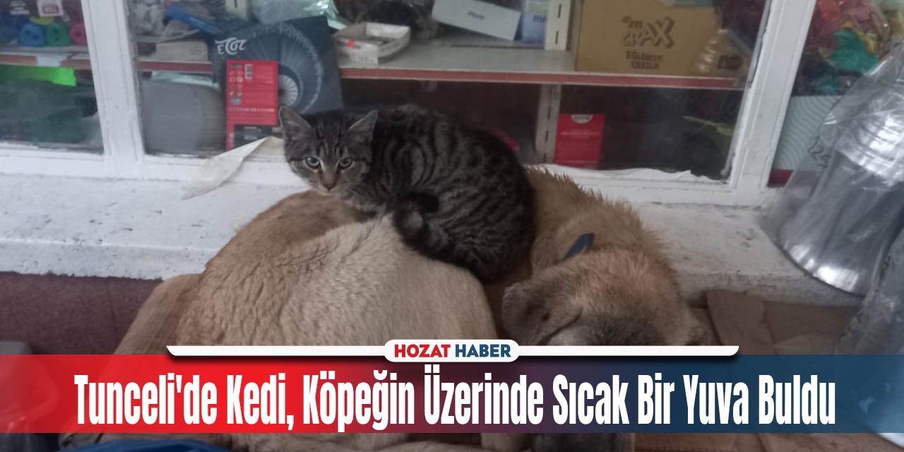 Tunceli'de Kedi, Köpeğin Üzerinde Sıcak Bir Yuva Buldu