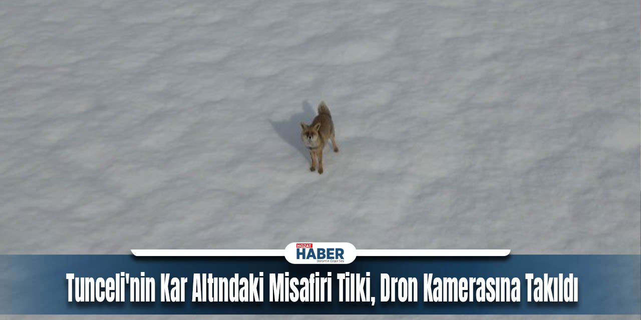 Tunceli'nin Kar Altındaki Misafiri Tilki, Dron Kamerasına Takıldı