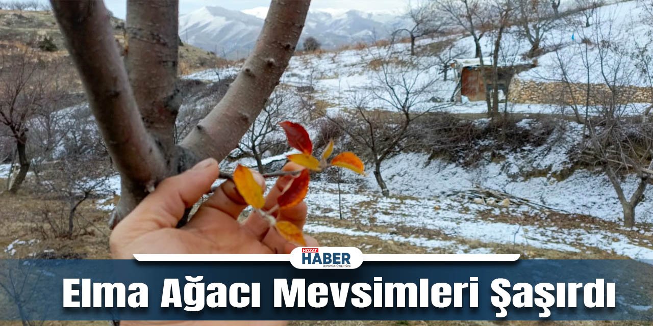 Elazığ'ın Gökbelen Köyünde İlginç Manzara: Kışın Elma Ağacı Çiçek Açtı
