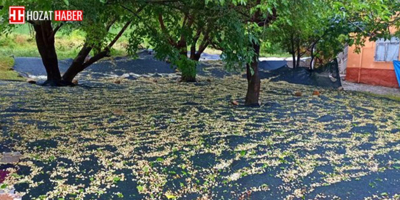 Tunceli’de etkili olan dolu, üreticilere ciddi zarar verdi