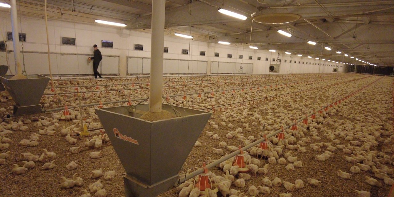 Erzincan'da Tarımın Yeni Yüzü: Tavuk Çiftliği 60 Bin Kapasiteyle Hizmette