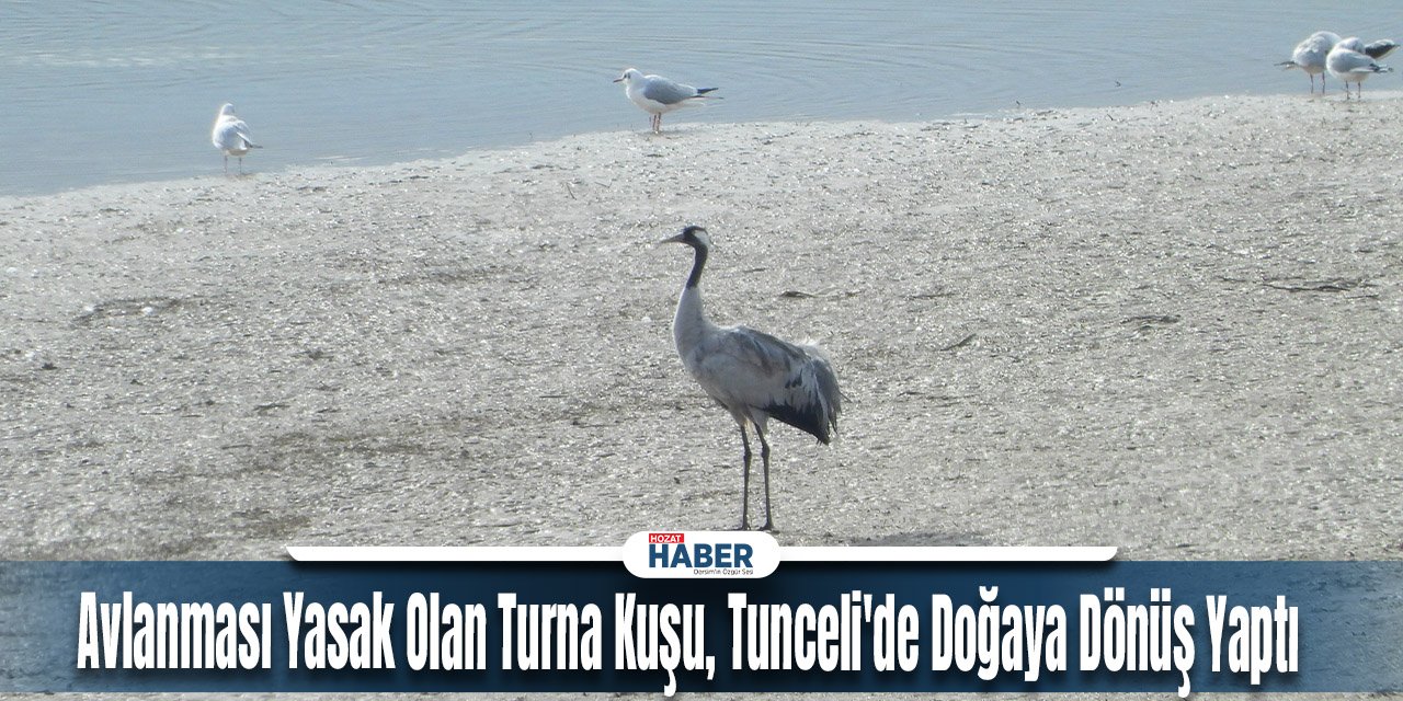 Avlanması Yasak Olan Turna Kuşu, Tunceli'de Doğaya Dönüş Yaptı