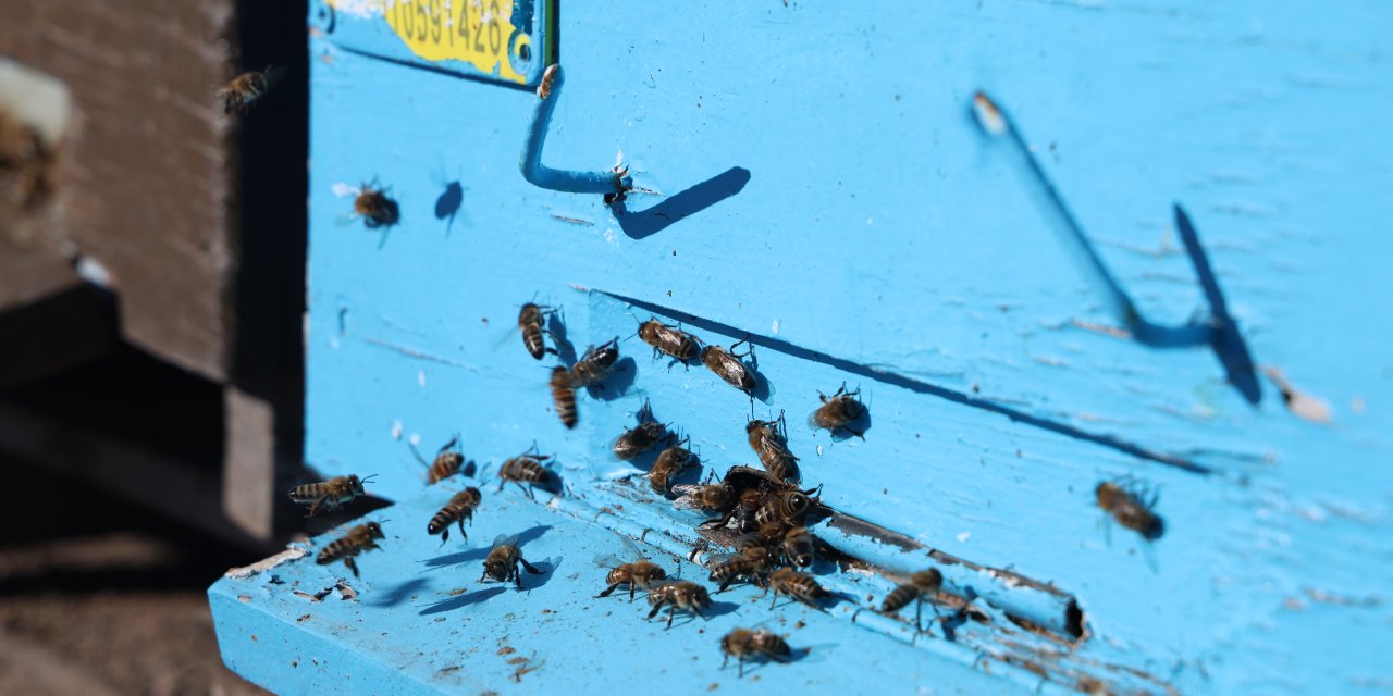 Arılar İklim Değişikliğiyle Başa Çıkamıyor: Kovan Kaybıyla Karşı Karşıya Kalınması Risk Altında