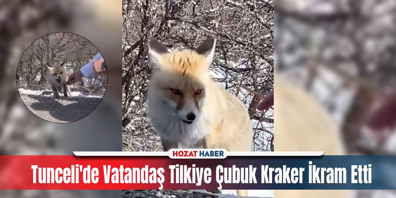 Tunceli'de Vatandaş Tilkiye Çubuk Kraker İkram Etti