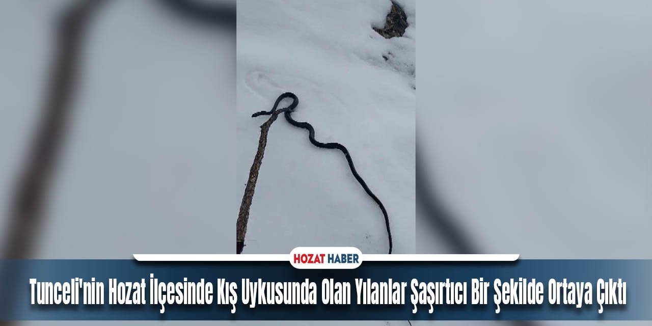 Tunceli'nin Hozat İlçesinde Kış Uykusunda Olan Yılanlar Şaşırtıcı Bir Şekilde Ortaya Çıktı