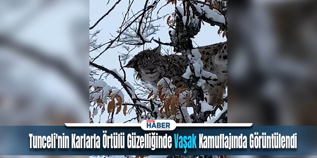 Tunceli'nin Karlarla Örtülü Güzelliğinde Vaşak Kamuflajında Görüntülendi