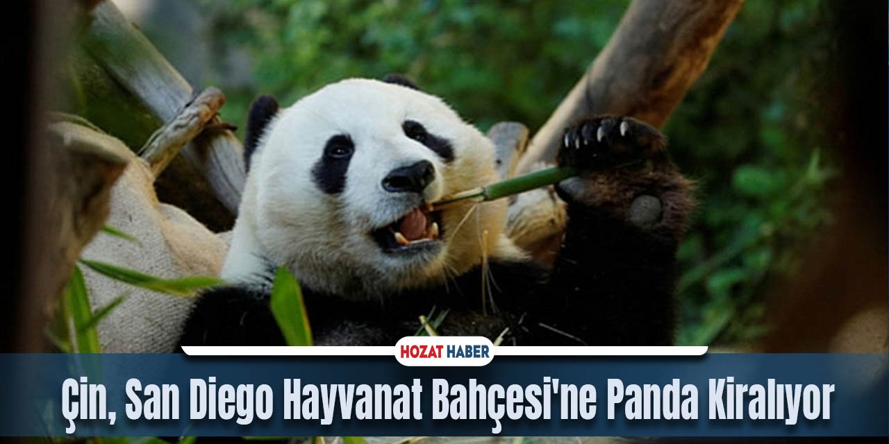 Çin, San Diego Hayvanat Bahçesi'ne Panda Kiralıyor