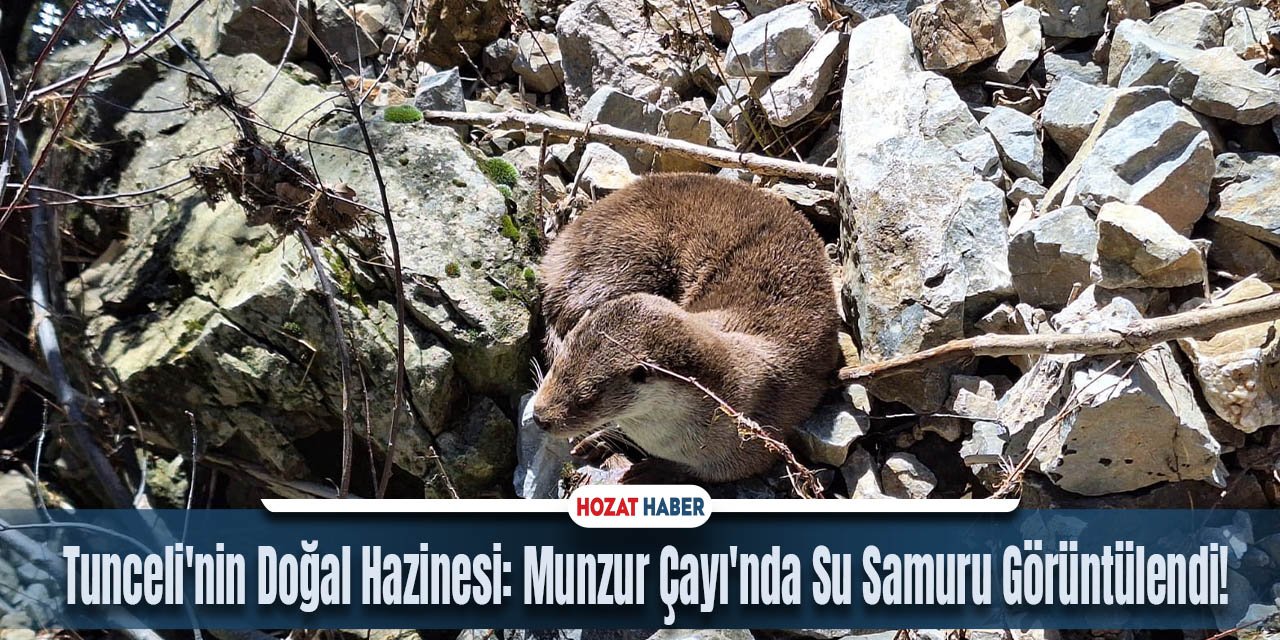 Tunceli'nin Doğal Hazinesi: Munzur Çayı'nda Su Samuru Görüntülendi!