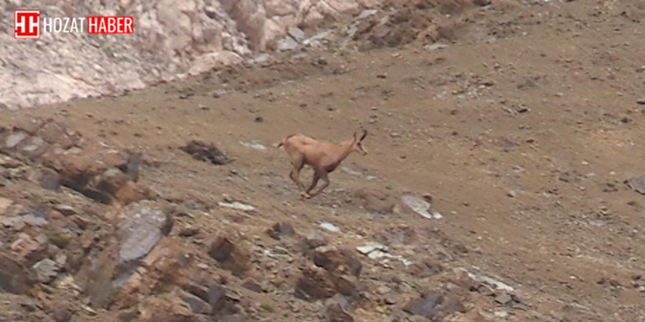 Tunceli'de koruma altındaki çengel boynuzlu dağ keçisi görüntülendi