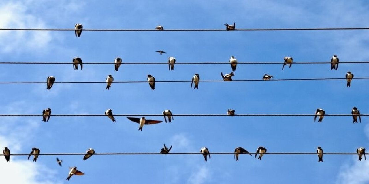 Kuşlar Yüksek Gerilim Hatlarına Konduğunda Neden Elektrik Çarpmaz? İşte Bilimin Verdiği Şaşırtıcı Cevap!