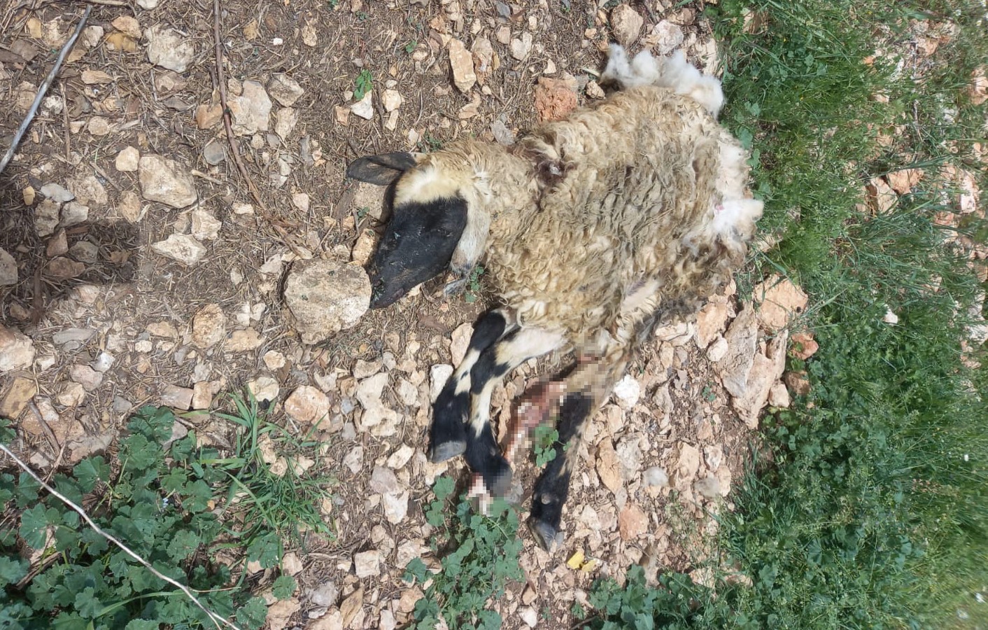 Tunceli'de Sürüye Saldıran Kurt, Çok Sayıda Koyunu Telef Etti
