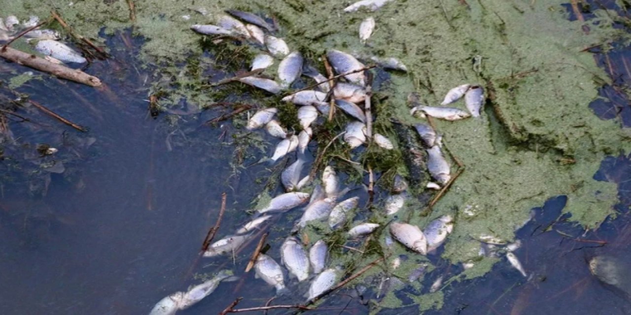 Yeşilırmak Nehri'ndeki balık ölümüyle ilgili inceleme başlatıldı