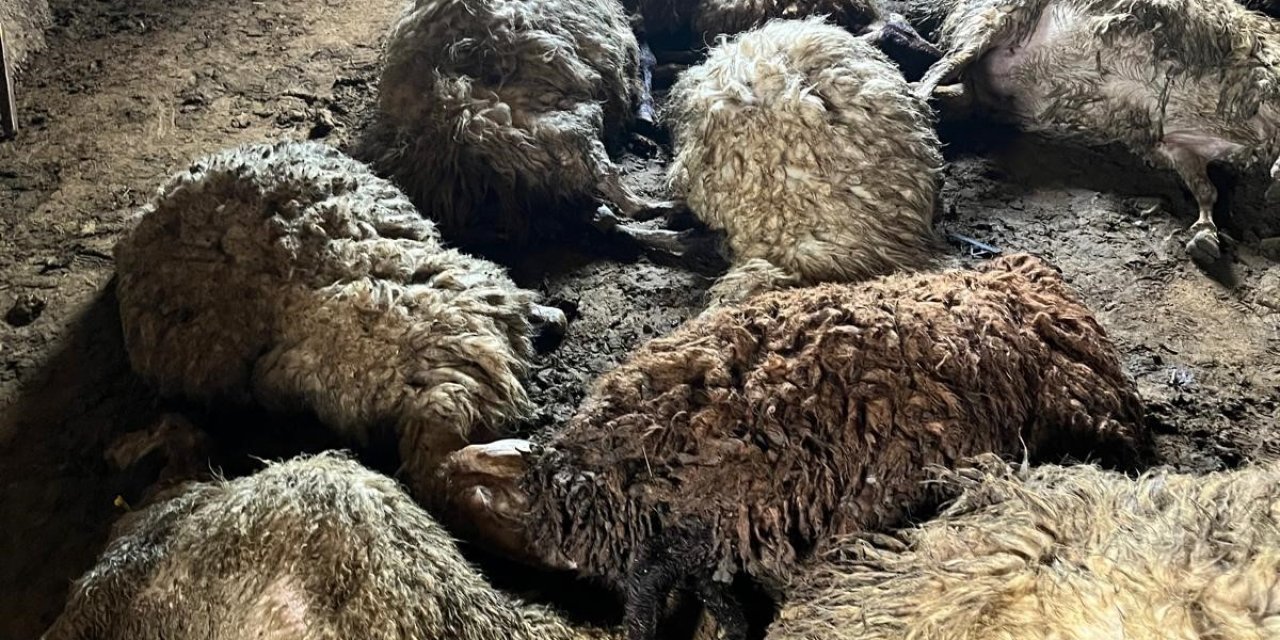 Van'ın Erciş İlçesinde Havasızlık Nedeniyle Koyunlar Telef Oldu