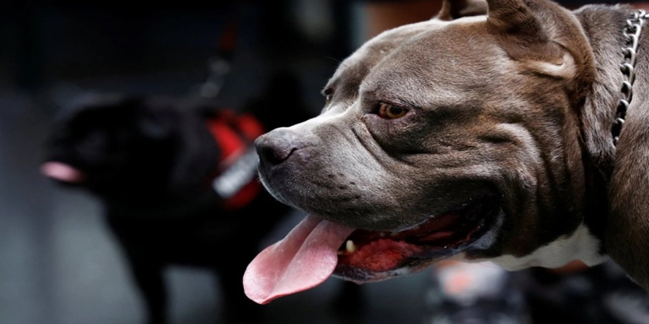Türkiye'de Sokak Köpeği Sayısı Ürkütücü Rakamlara Ulaştı: 3 Büyükşehirde 700 Bin