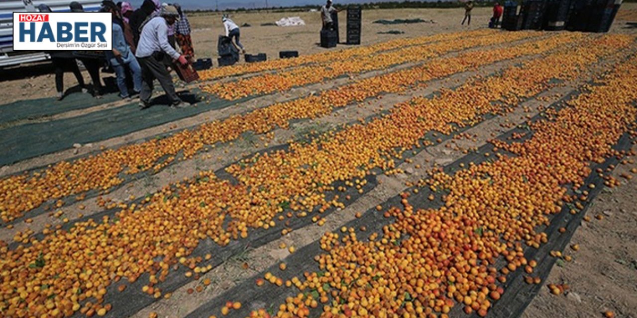 Kayısı mesaisi başladı!