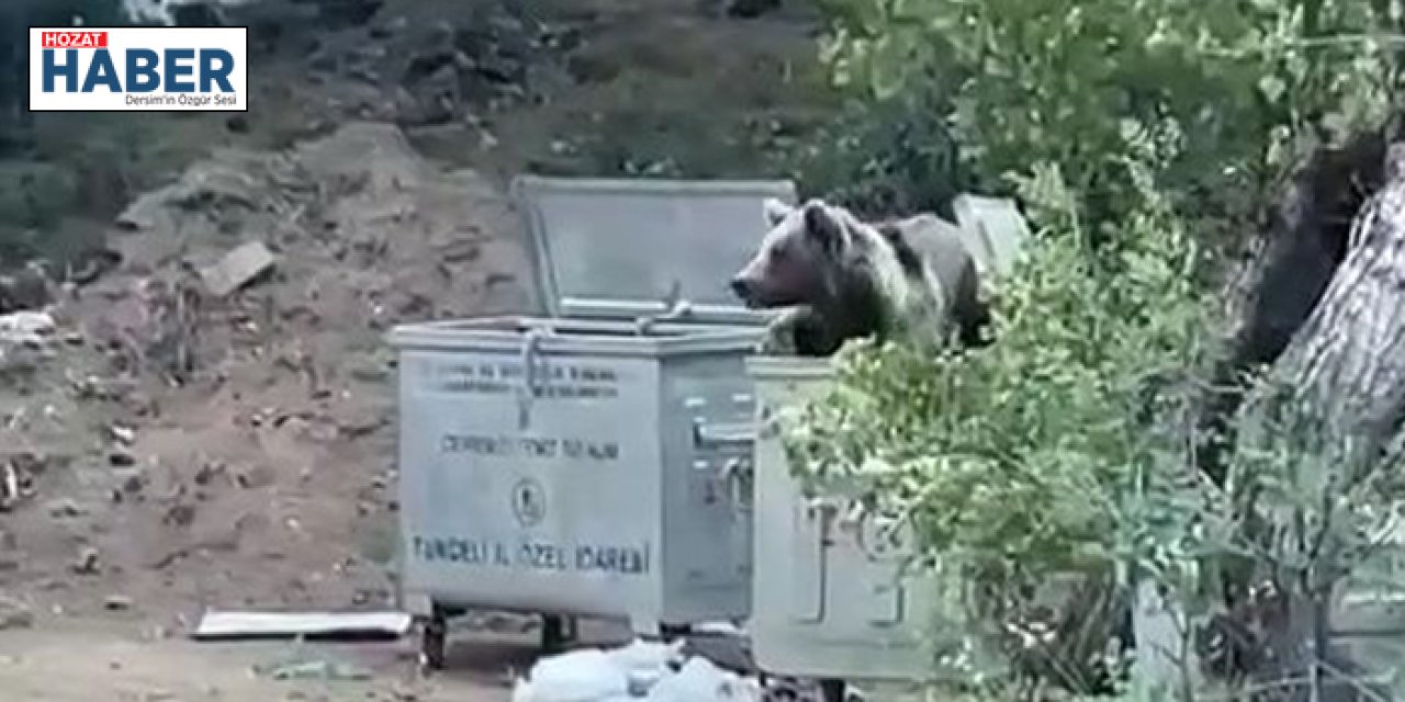 Munzur Vadisi'nde Piknik Yapan Vatandaşlar Ayı Sürpriziyle Karşılaştı!