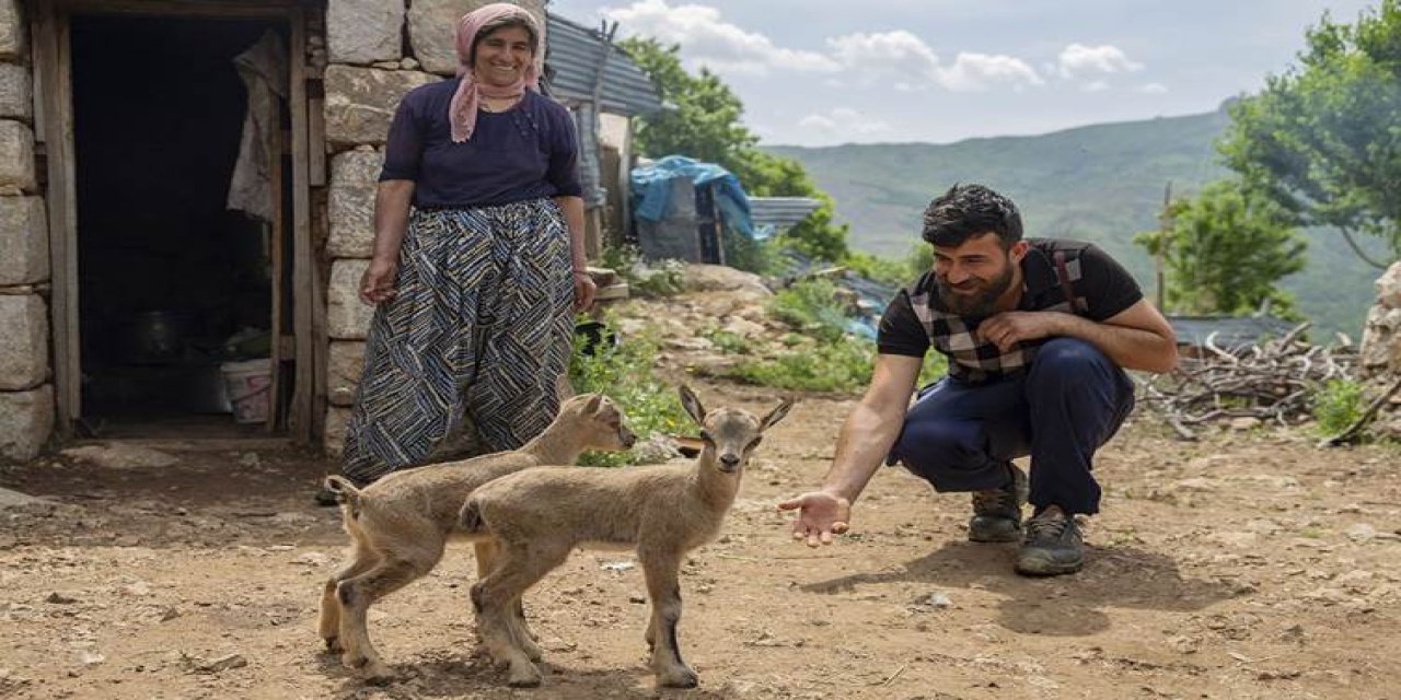 Anneleri ölen ikiz yaban keçileri ‘Munzur’ ve ‘Dersim’ besici aileye emanet