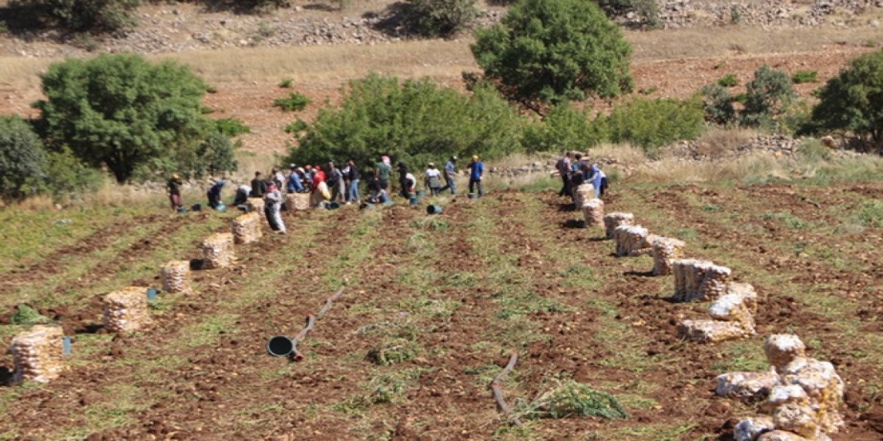 Patates hasadı başladı, çiftçi rekolteden memnun