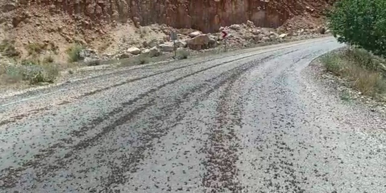 Tunceli’de kara yolunda sürü halinde çekirge görüntülendi