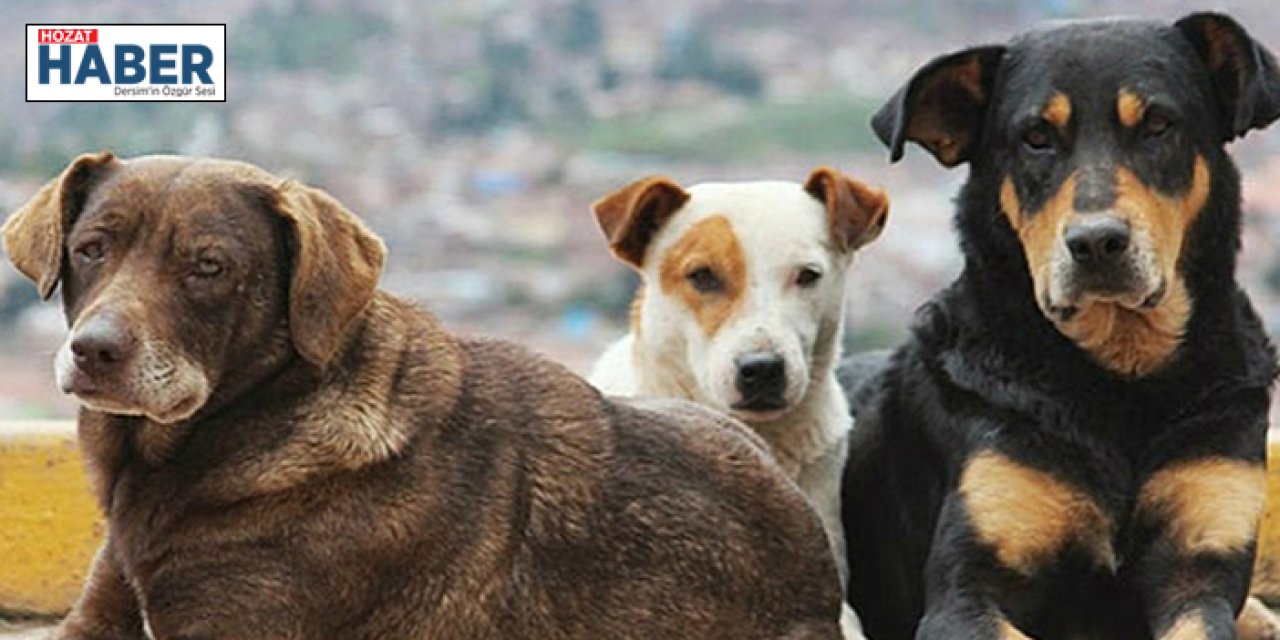 Sokak köpeği için yola yatak serdiler