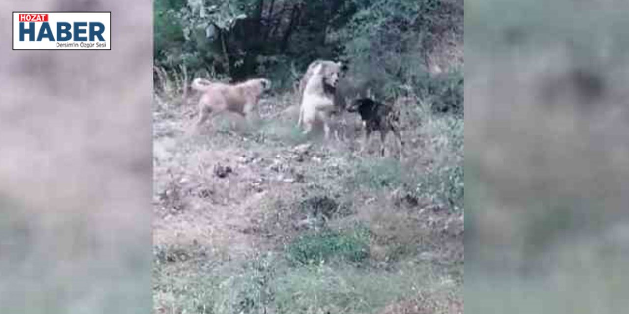 Köyün yakınlarına kadar inen boz ayıya çoban köpekleri geçit vermedi