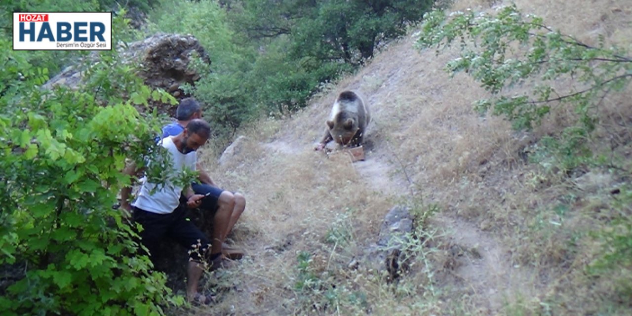 Tunceli’de bozayı, karnını doyurmak için kamp alanına geliyor