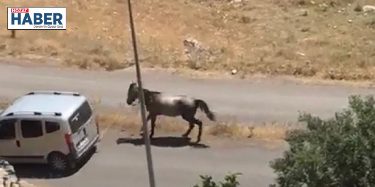 Atı aracın arkasına bağlayıp koşturan şahsa ceza