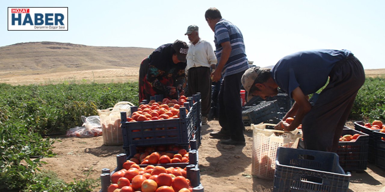 Elazığ domatesi dünya sofralarını renklendiriyor