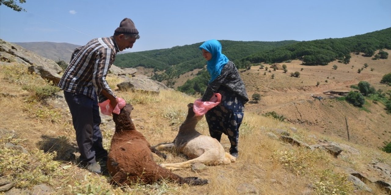 Kurtlar saldırdı, dağlardan koyun cesedi topladılar