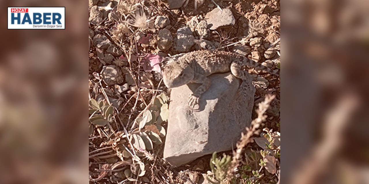 Tunceli’de 'bozkır keleri' fotoğraflandı