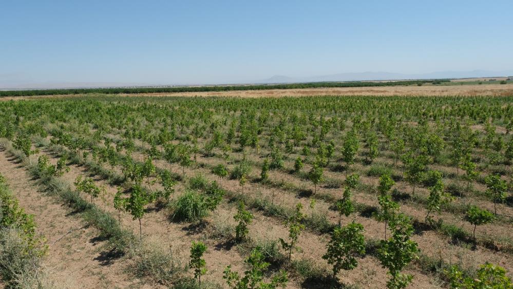 Malatya’da 30 Bin Fidan Dikilmeye Hazır