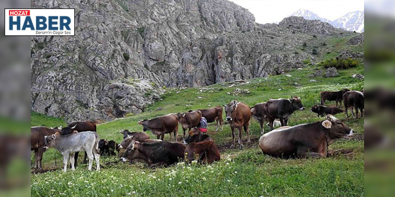 Dağ Keçileri ve İnekler Bir Arada!