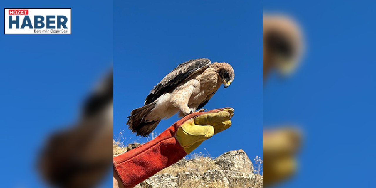 Tunceli'de Yaralı Bulunan Küçük Kartal Tedavi Edilip Doğaya Salındı