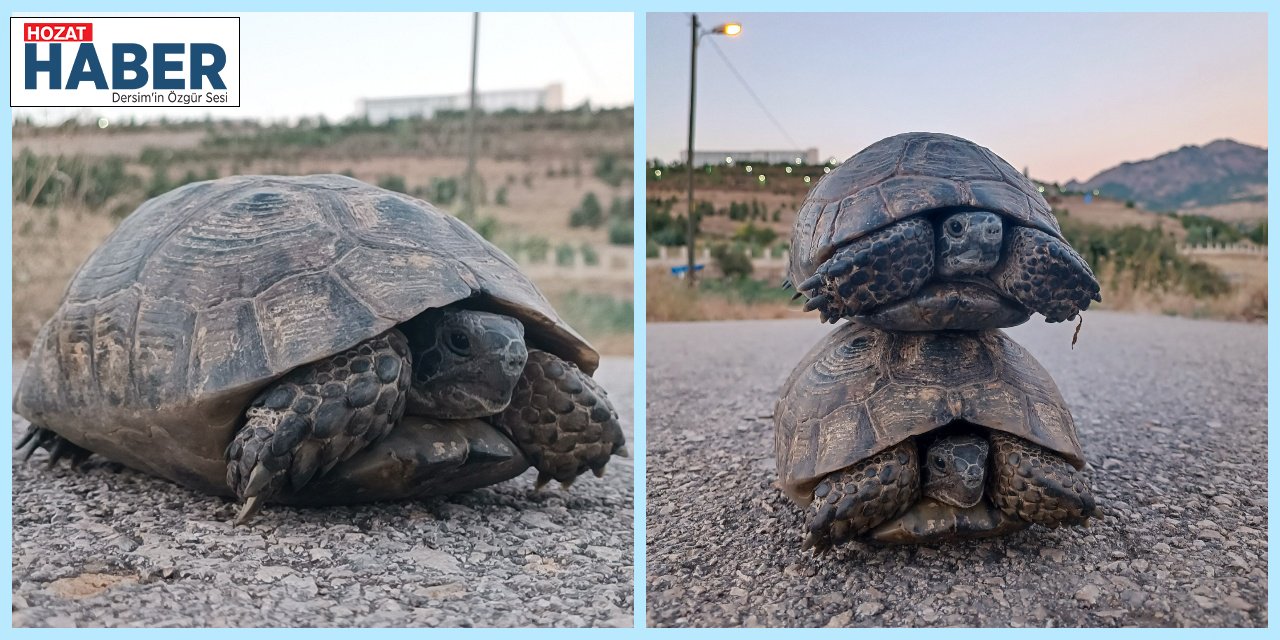 Tunceli'de Üniversiteli Gençlerden Kaplumbağa Kurtarma Operasyonu!