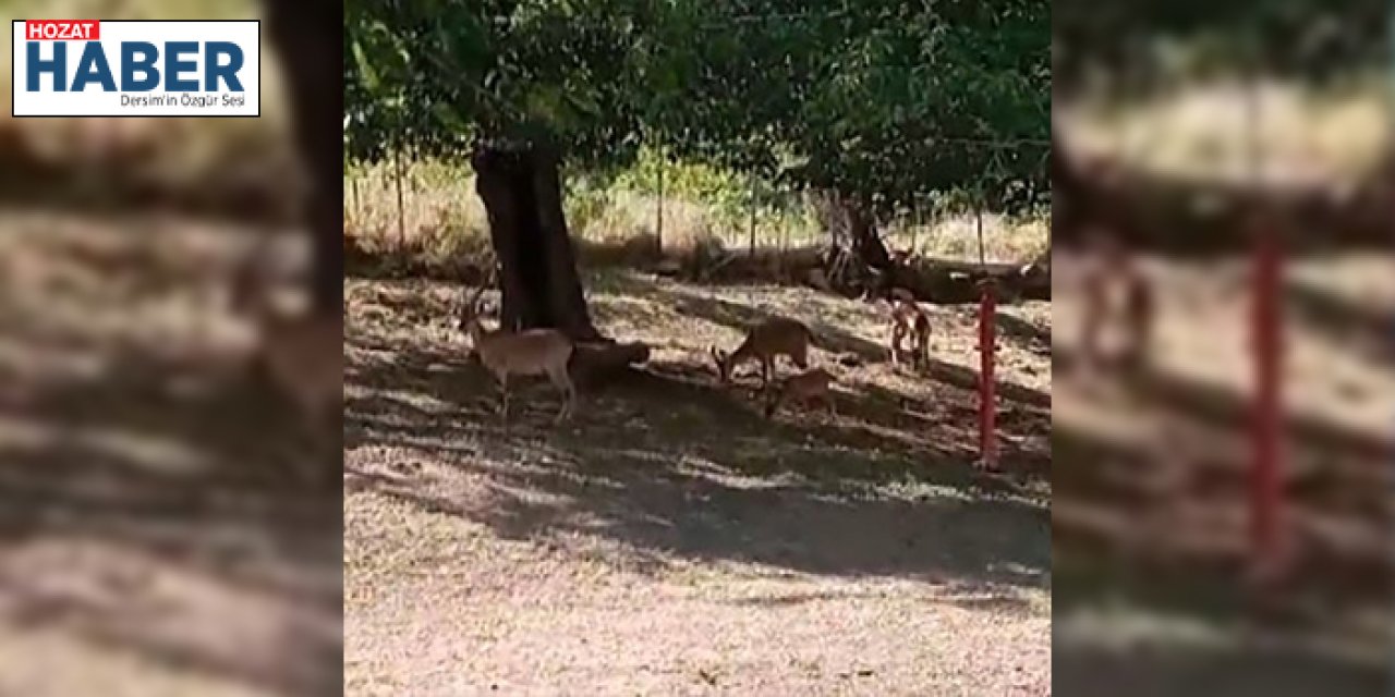 Tunceli'de Yaban Keçileri Köy Merkezine İndi!