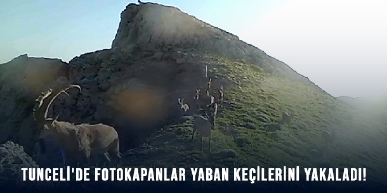 Tunceli'de Fotokapanlar Yaban Keçilerini Yakaladı!