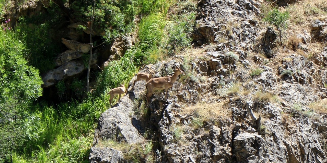 Munzur Dağları'ndan Nadir Bir Görüntü: Koruma Altındaki Yaban Keçileri Kameralara Yakalandı