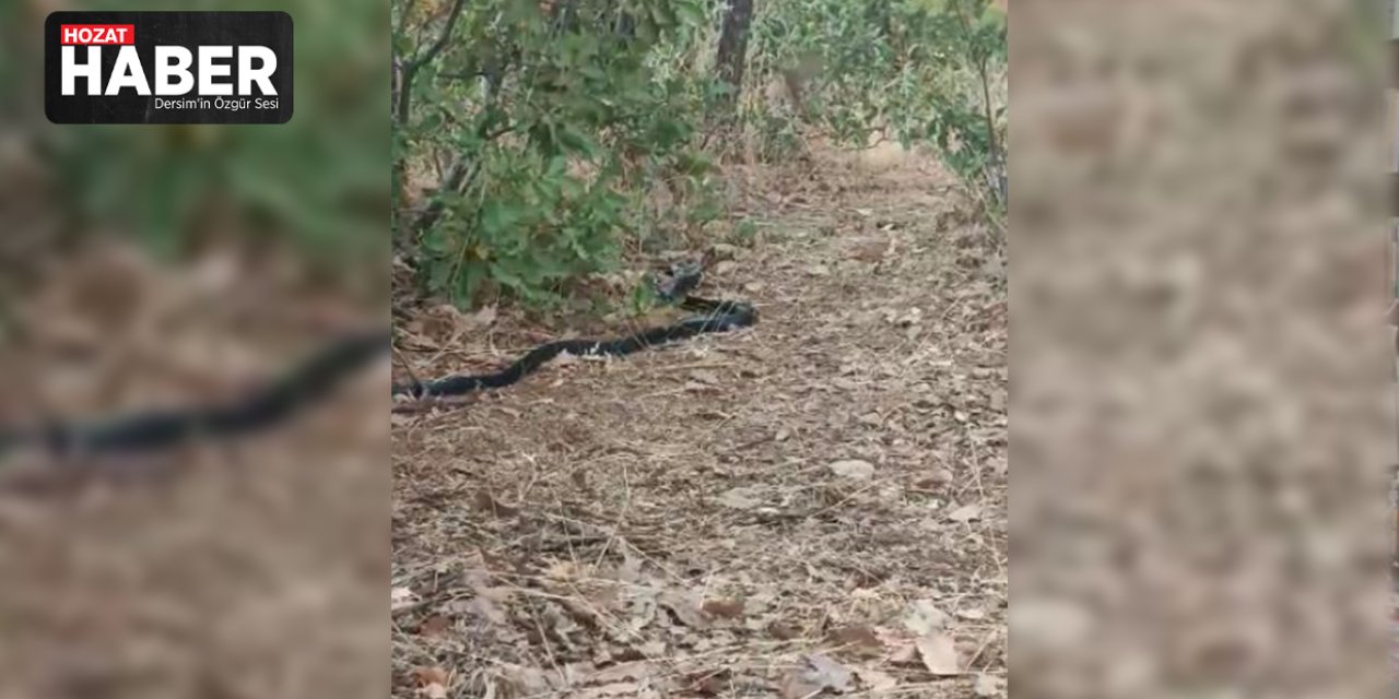 Elazığ'da Anne Kuşun Yılanla Mücadelesi Kameralarda