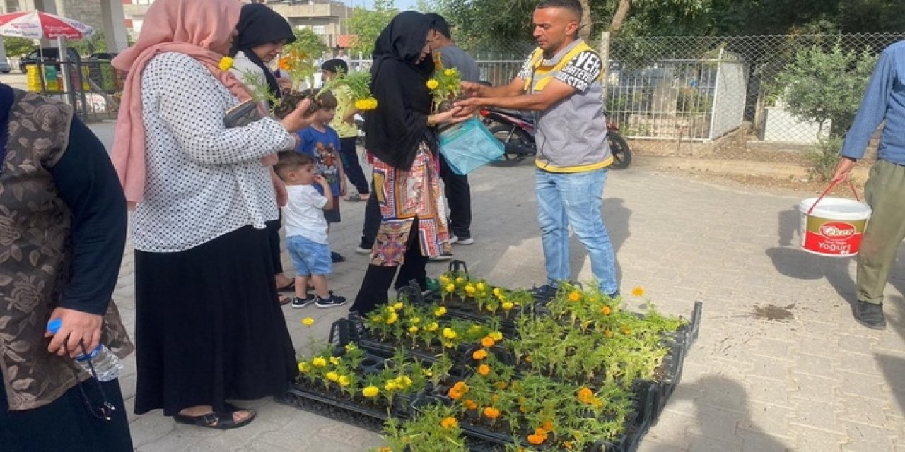 Mardin'de ücretsiz 3 bin 200 adet Kadife çiçeği fidanı dağıtıldı