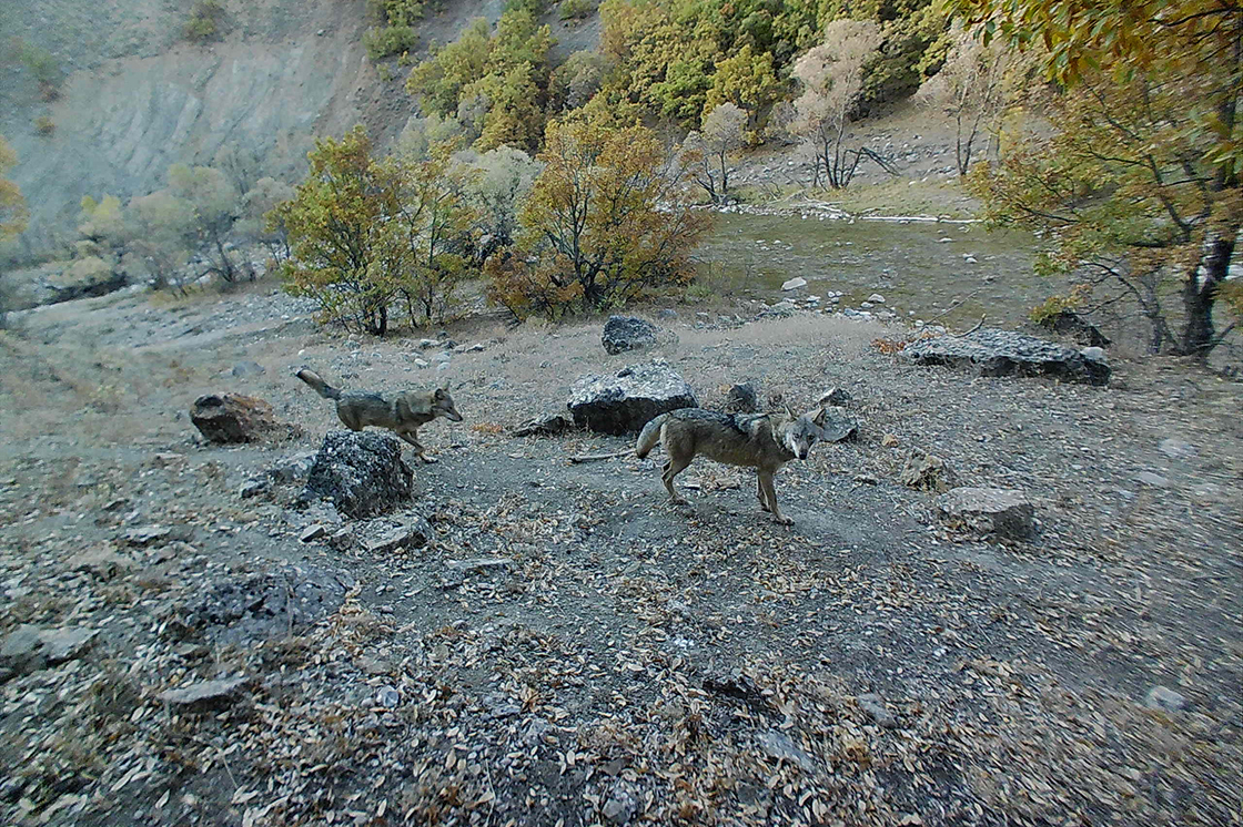 Tunceli'nin Ormanları ve Yaban Hayatı