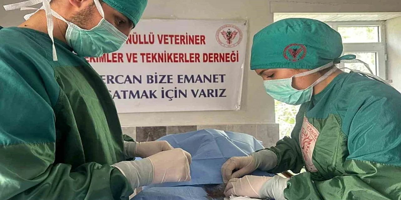 Hozat'ta Sokak Hayvanlarına Daha İyi Bakım İçin Çalışmalar Hız Kazandı