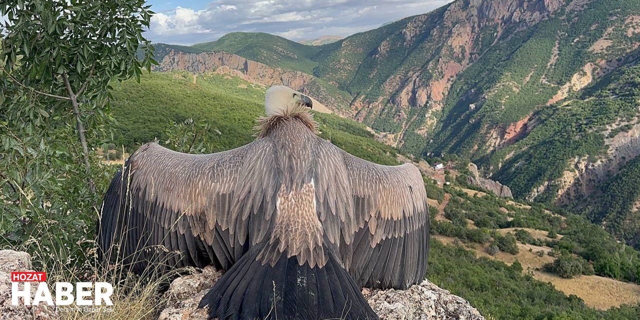 Tunceli'de Uçamayan Akbaba, Doğaya Geri Döndü!