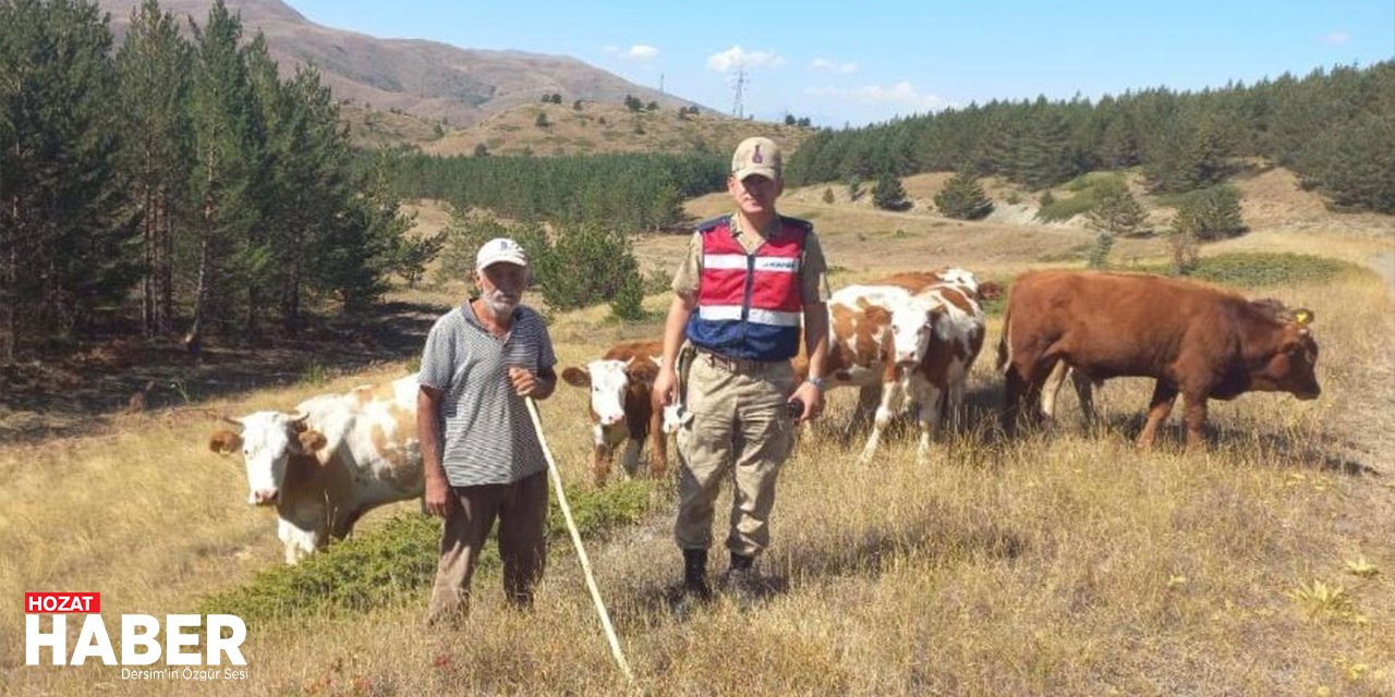 Kaybolan hayvanları jandarma ekipleri drone ile buldu