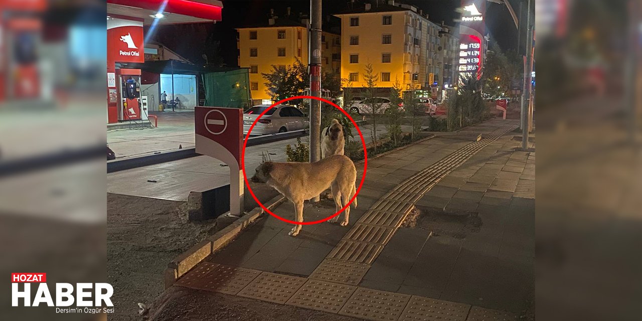 Tunceli'de Başıboş Köpek Sorununa Halktan Belediyeye  Çağrı