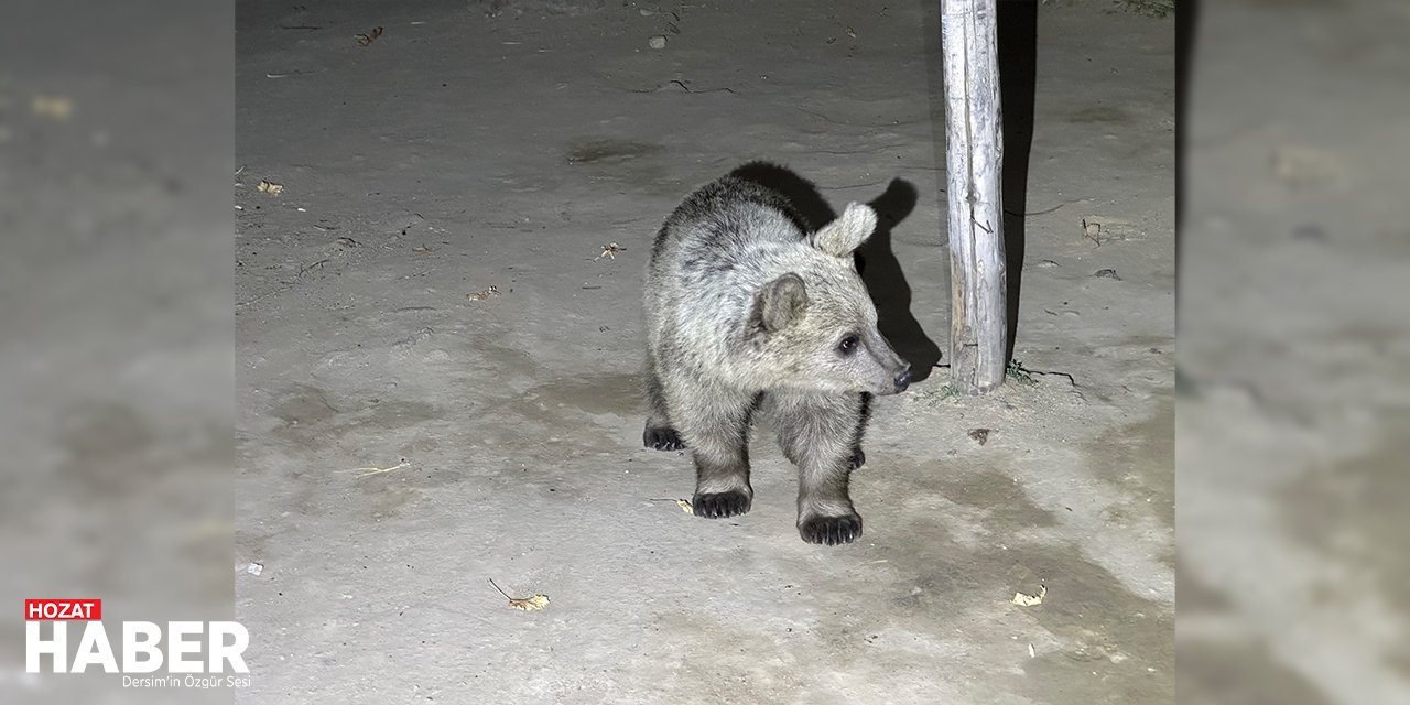 Ayılar Ziyaretçilerin Bagajlarından Yiyecek Çaldılar