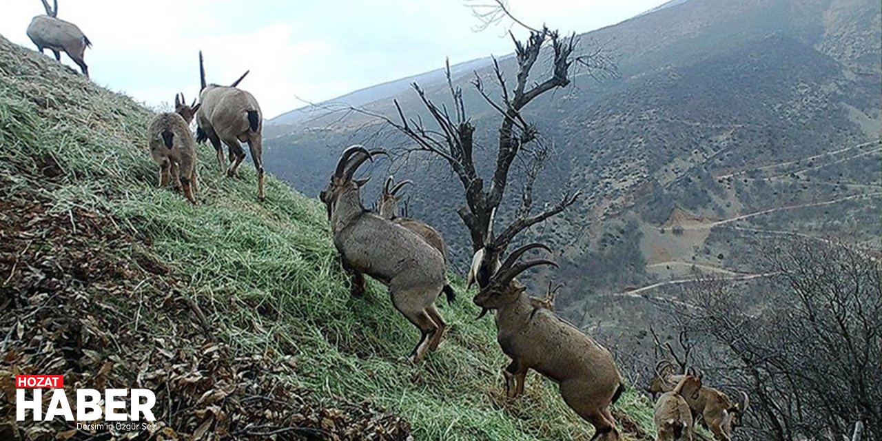 Tunceli'nin Yaban Hayatı Teknolojiyle Koruma Altında!