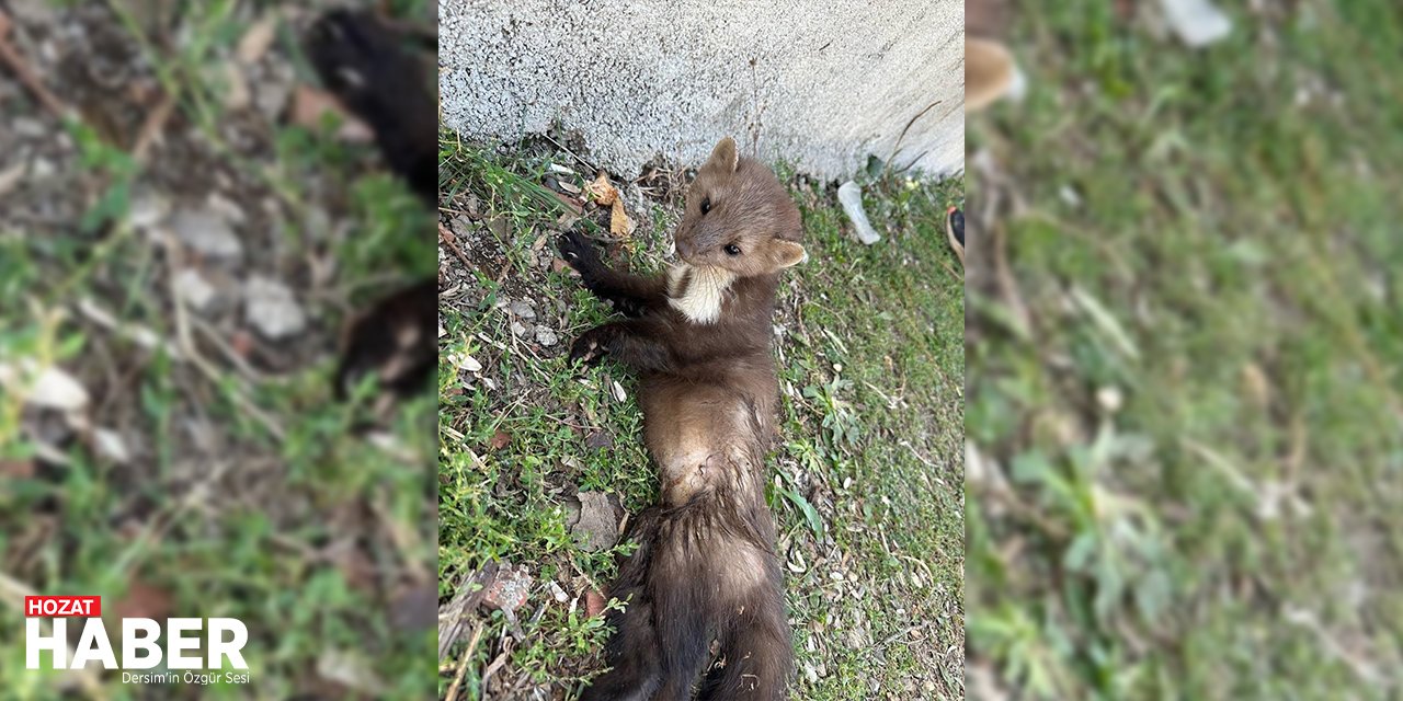 Dersim'deki Yaralı Sansarı Neler Bekliyor?