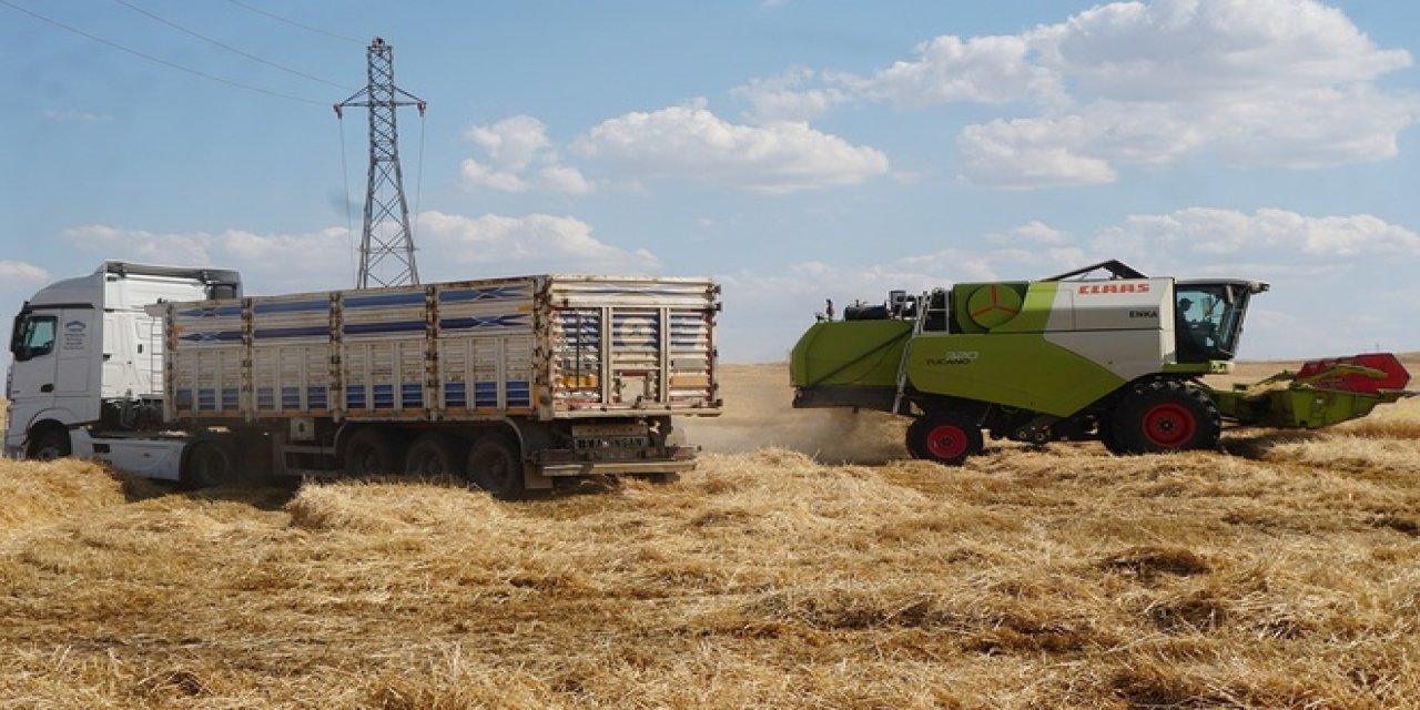 Siirt'in Çukurova'sı Garzan Ovası'nda buğday hasadı başladı