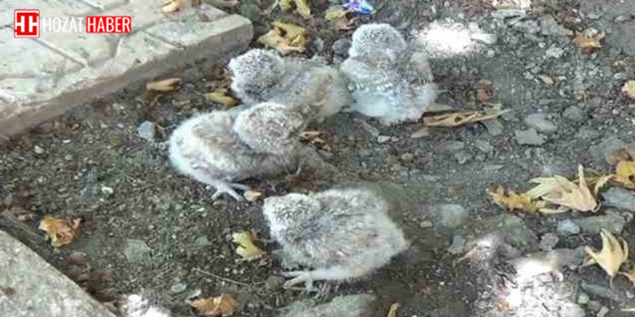 Tunceli'de annelerinin terk ettiği yavru baykuşlar koruma altında